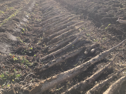 長野県中川村産 長芋（家庭用5kg）