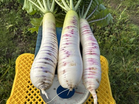 【緻密な肉質】会津赤筋大根 自然栽培 3本〜4本セット