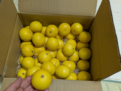 2026ねん【希少】湘南ゴールド（露地栽培)2kg  Sサイズ(直径4.6～5.0cm)【幻のオレンジ】