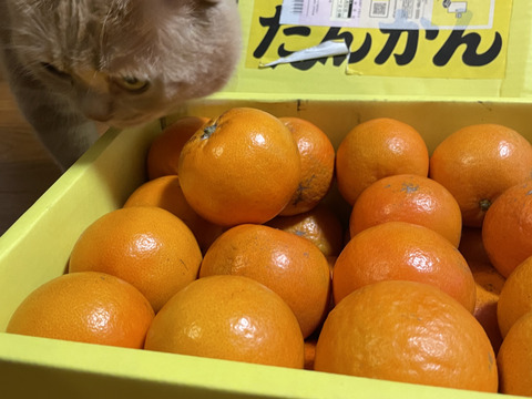 完熟タンカン　ご家庭用（5kg）Sサイズ限定
