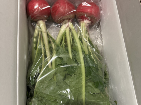 可愛い赤かぶ【もものすけ】❗️お漬物やサラダに！8本入り‼️手で皮がツルッと剥けます‼️