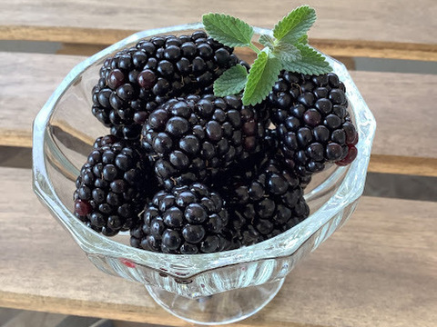 【ジャム作りに最適！】冷凍ブラックベリーお値打ち加工用（500g）