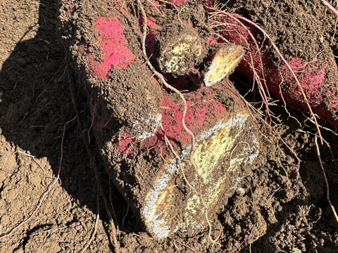 掘りたて　栗かぐや　さつまいも　3kg