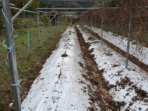 大分県産カット自然薯　1kg真空パック入り‼️