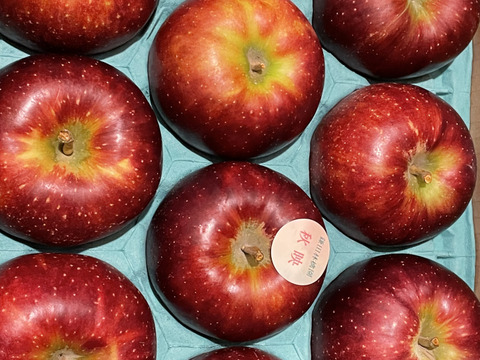 深紅色が目を引くりんご　秋映　家庭用（8個から12個）