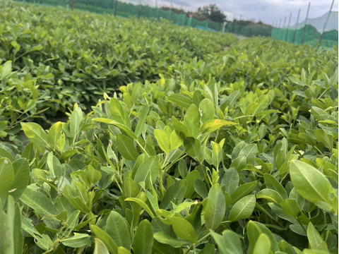 旬の味覚！遠州砂地育ちジャンボ生落花生『おおまさり』1㎏