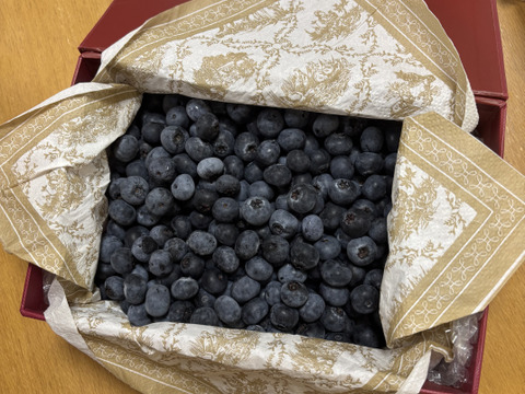 極上】完熟 生ブルーベリー！ 甘くてジューシーな 500g：静岡県
