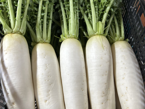 葉つき大根　6本