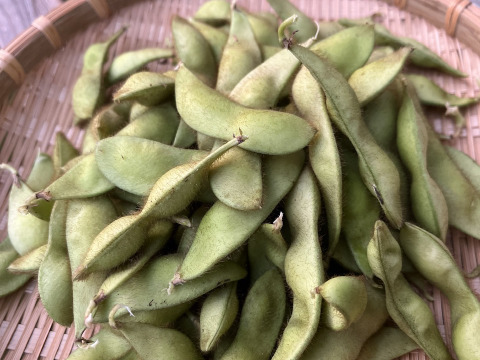 【期間限定】黒大豆えだまめ【秋の味！】