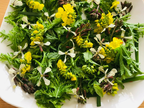 【お肉料理をもっと美味しく】体にやさしい自然栽培サラダセット＋季節のやさい5種類