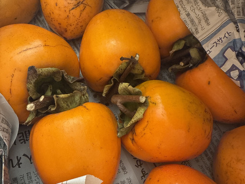 【順次発送中】『干し柿用』 渋柿2kg 自然栽培 干し柿 柿 渋柿（8個～12個）