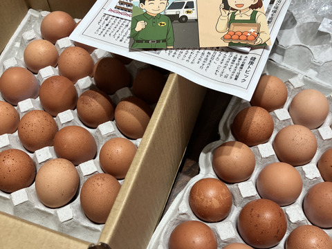✨個性がキラリ✨平飼いごちそう卵【あかねの虜】規格外品（40個入） 28歳2児の母がプロデュースする話題の卵【👑大手検索サイト「福岡 卵」表示ランキング１位の農場です👑】