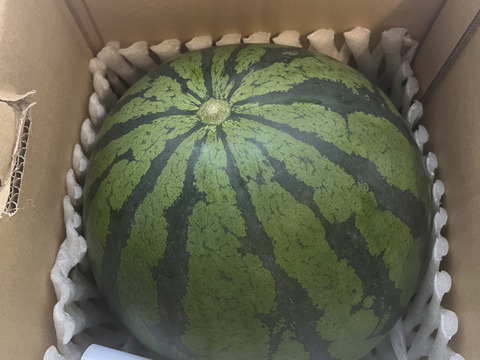 朝獲り！鳥取県産大玉スイカ1玉(6kg以上）