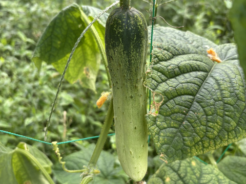 自然栽培 丹沢山麓の固定種・在来種野菜Sセット 4品種　農薬・化学肥料・動物性肥料は一切不使用  菌ちゃん農法