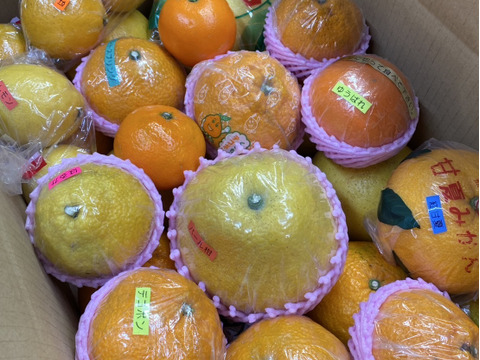 旬の訳ありみかん　9種類！の詰め合わせ　（約12kg）贈答用にも！