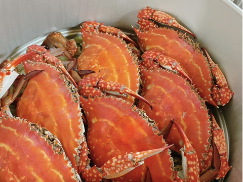 湯島産ワタリガニ！メス！オス混合生3キロ(12匹前後)