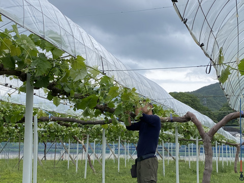 夏ギフト　青リンゴ味の赤ぶどうサニードルチェとエメラルドの輝きシャインマスカット2房入箱（一房約400〜500g）