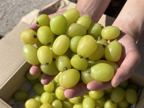 《2024年最後！》粒粒！緑も黄色も詰め詰めシャインマスカット！（ご家庭用、1.5kg）