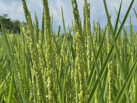 有機たっぷり！妙高産コシヒカリ特上特別米（5㎏）