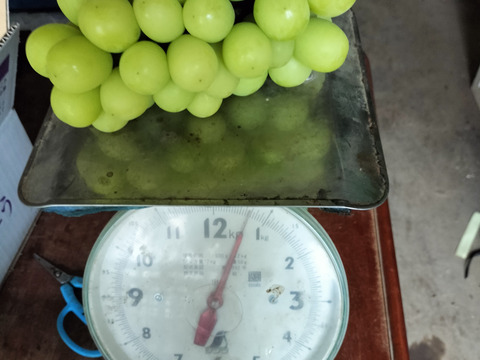 甘く、パリッとした食感！シャインマスカット（2ｋｇ）