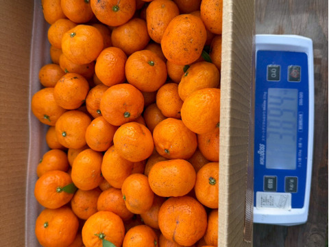 (広島県産)一口でパクッ！愛らしく甘い小みかん約3㎏