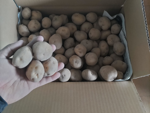 【北海道産じゃがいも】ホクホクで美味しさバツグンの「男爵」　Ｓ～ＳＳ混み(Ｂ品)　４キロ