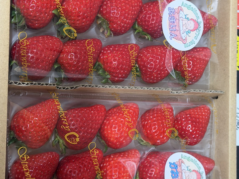 🎉第４回全国いちご選手権入賞🎉 プレミアムいちご 『べにたま』or『かおりん』のどちらかと『あまりん』の食べ比べセット 6粒、8粒、9粒、11粒、15粒のいずれか 250g×2パック入り