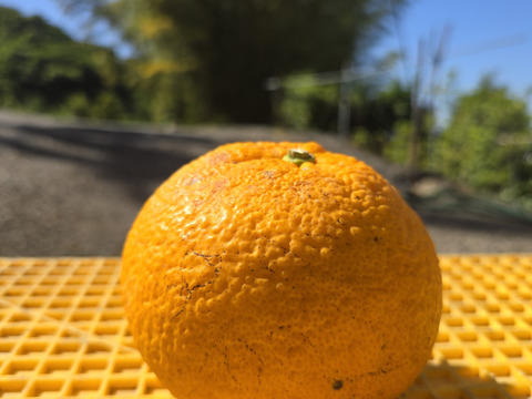 たっぷり甘夏3kg