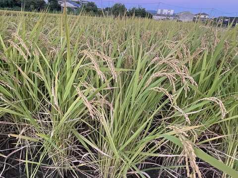 新米 令和7年度産【もりのくまさん】白米5キロ 熊本の地下水使用