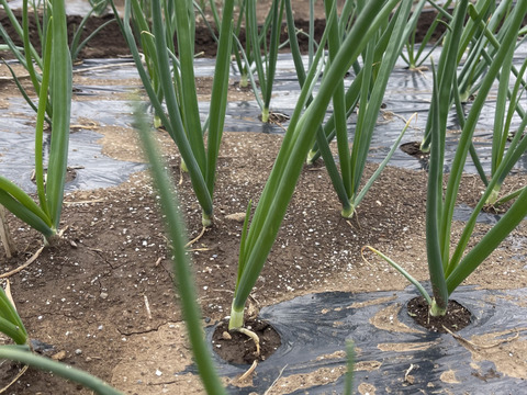 新たまねぎ5kg！