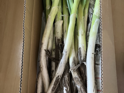 【破格のお値段！業務用向け】猛暑を乗り越えた甘みのある新鮮長ネギ（お徳用５kg・約３０〜４０本）