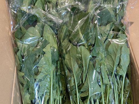 pikku myyさん専用サイト
春のほうれん草　【直ぐお届けできます】
２００ｇ入りを１５パック（３ｋｇ）
農薬不使用の栽培です。
お子様や妊婦さん、お年寄りにも安全で安心に召しがって頂けます。