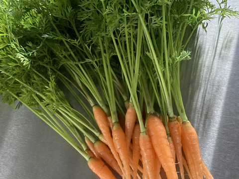 富山県産 姫人参 約50本