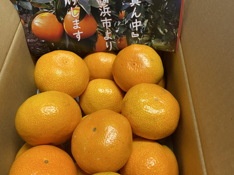 【家庭用】愛媛みかん 2.5kg(通常サイズ) ひとくちで恋する♡濃い味みかん♪