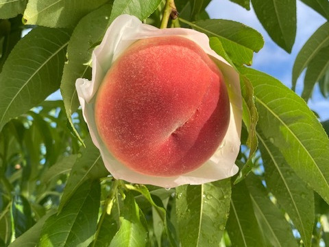 【ご予約受付中　2024年7月中旬頃～お届け】『当園最高品質の桃！化粧箱入・のし対応可』採れたて新鮮✨山梨のおいしい白鳳・白桃系の桃２kg（4~6個）