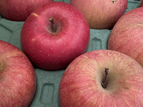【お待たせしました！】標高730ｍの果樹園からお届け！信州松本育ちのサンふじ🍎りんご　(3kg)【訳アリ】