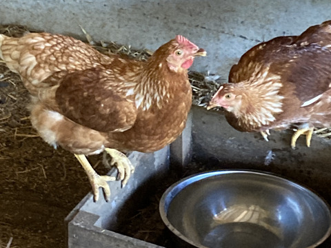 人に自然にやさしいたまご「えぼし姫」20個入り