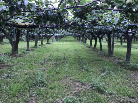 まつどの梨　デパート品より小さめ！完熟幸水　甘さしっかり食べ切りサイズ　ご家庭向け　5キロ18個から22個入り。