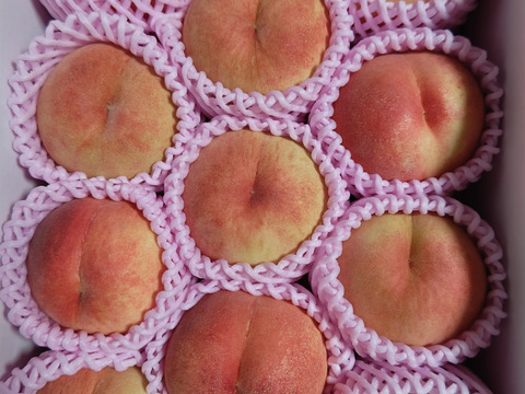 🍑あま～い桃　あかつき　約3kg　8～14玉【ASIAGAP認証農場：津軽農園】8月上旬　採れたて農家直送　夏ギフト　お中元【朝どれ】