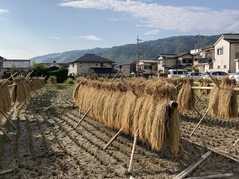 天日干し　ヒノヒカリ　新米10kg