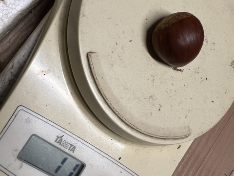 【小玉Sサイズ】　ぽろたん　栗　約2kg(1kg×2袋)