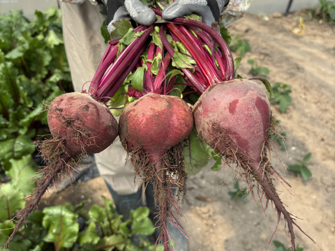 【有機JAS認証】北海道産の元気な土で育ったビーツ（3kg）