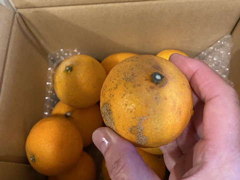 箱込約2㌔　愛媛県人黙って食べる美味しさ　まるでゼリーマドンナ　家庭用