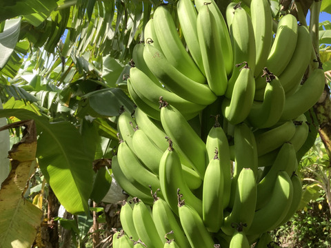 世界自然遺産の奄美大島から！ねっとり濃厚！奄美産バナナ（約１kg）