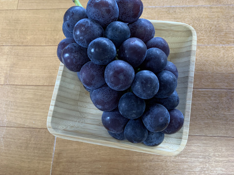 【Kei ♡】巨峰の粒　箱込3kg弱 完熟巨峰 3Kg：栃木県産の巨峰｜食べチョク｜産地直送(産直)お取り寄せ