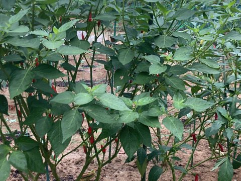 岡山県産の乾燥タバスコを100個