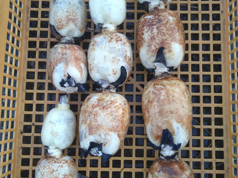 【有機肥料で育てました】れんこん　2キロ　茶色レンコン　蓮根　クール発送