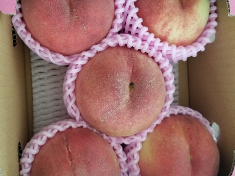 早期予約価格　🍑さくら白桃　約1.5kg 5玉前後　9月上旬発送　希少な桃　【ASIAGAP認証農場：津軽農園】　安心・安全な桃　収穫した日に発送　家庭用　農家直送