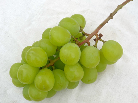 不揃いでも味は極上！🟢期間限定！シャインマスカット🟢ご家庭用 【2房-約800g】