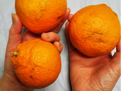 残りわずか　家庭用Ａ品　柑橘２種食べ比べ　不知火とはるか　箱込み４.5キロ